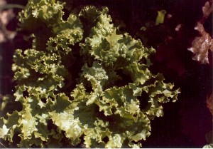 Salinas wants to keep more than its lettuce green.