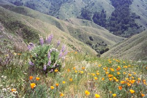 Garrapata State Park is like hiking Colorado on the coast!