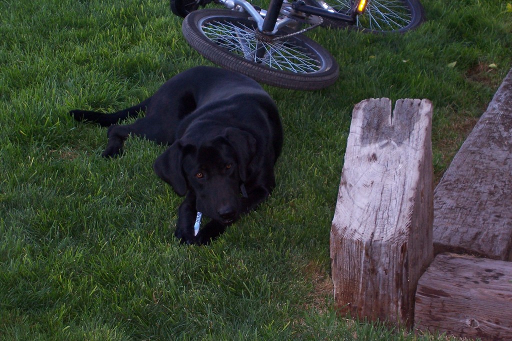 Doggone it, I really bit the dust on that last MORCA ride... (Photo of Abby, courtesy of David Leatherbury)