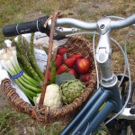 Basket of produce on my bike 004
